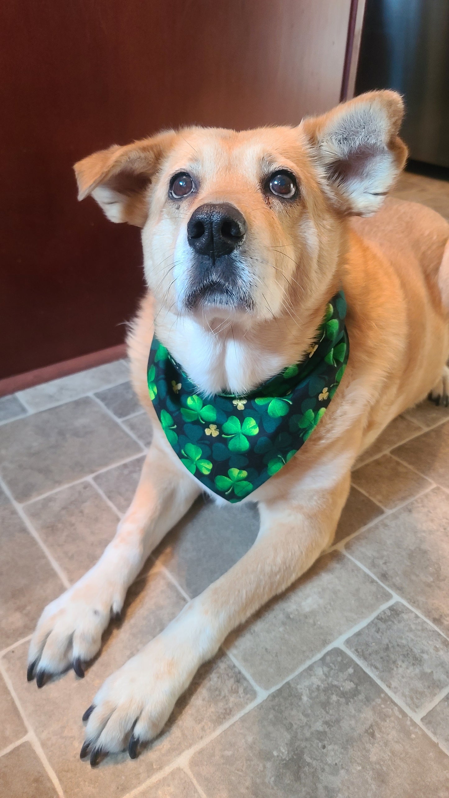St. Patrick's Day Bandana