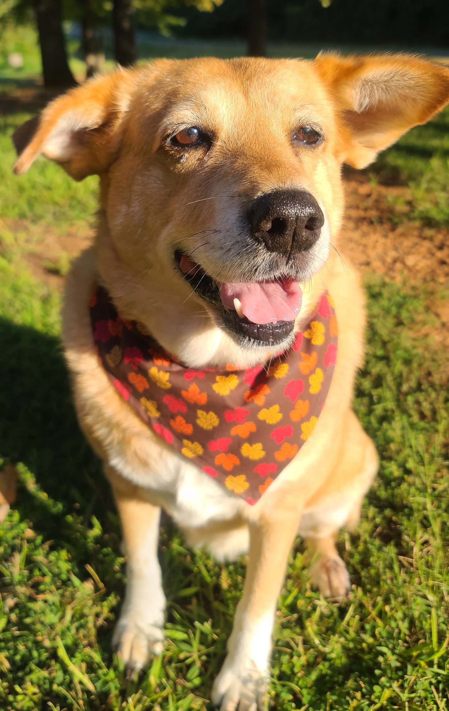 Thanksgiving and Fall Leaves Reversible Pet Bandana