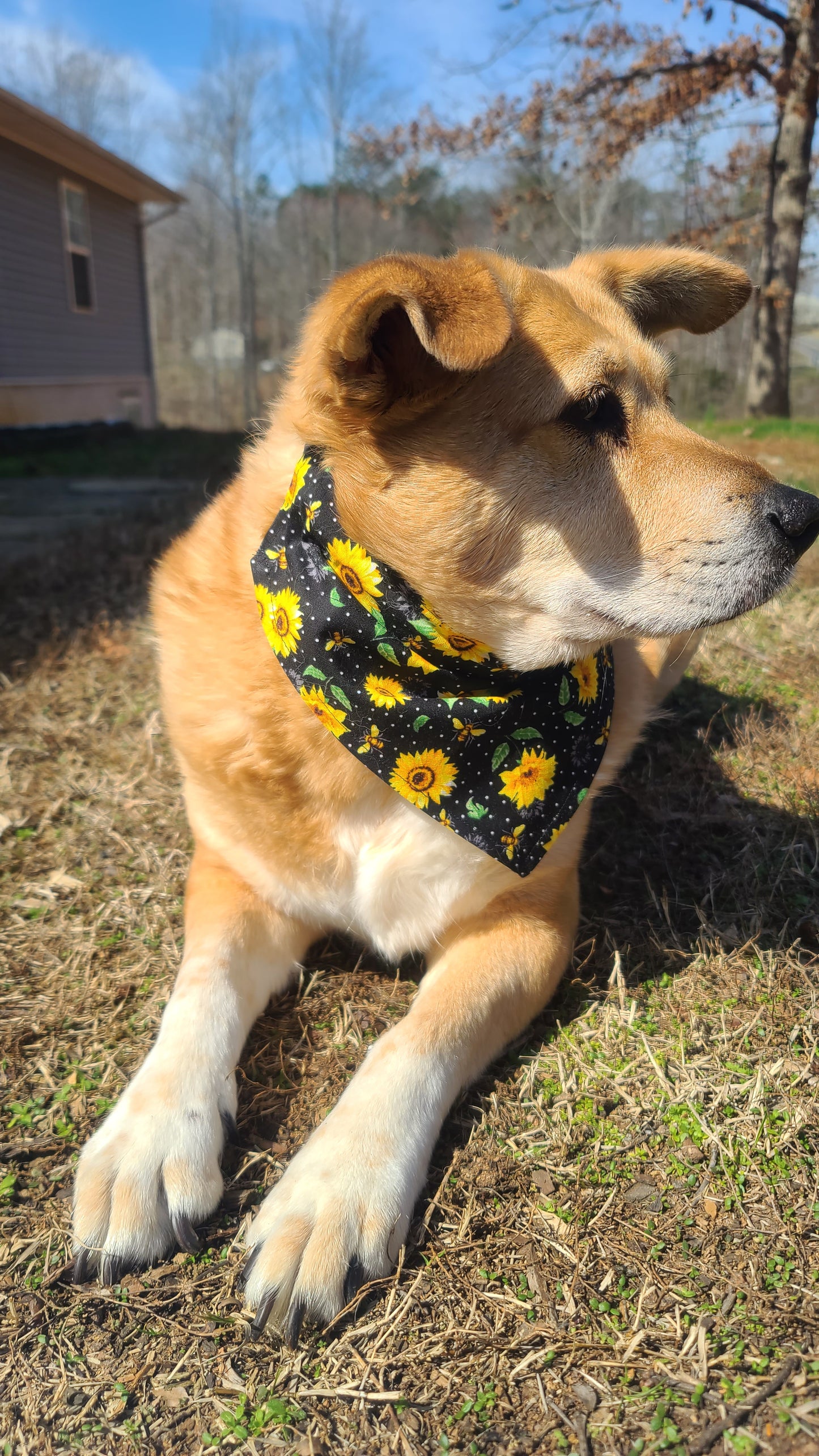 Daisy & Sunflower Reversible Pet Bandana