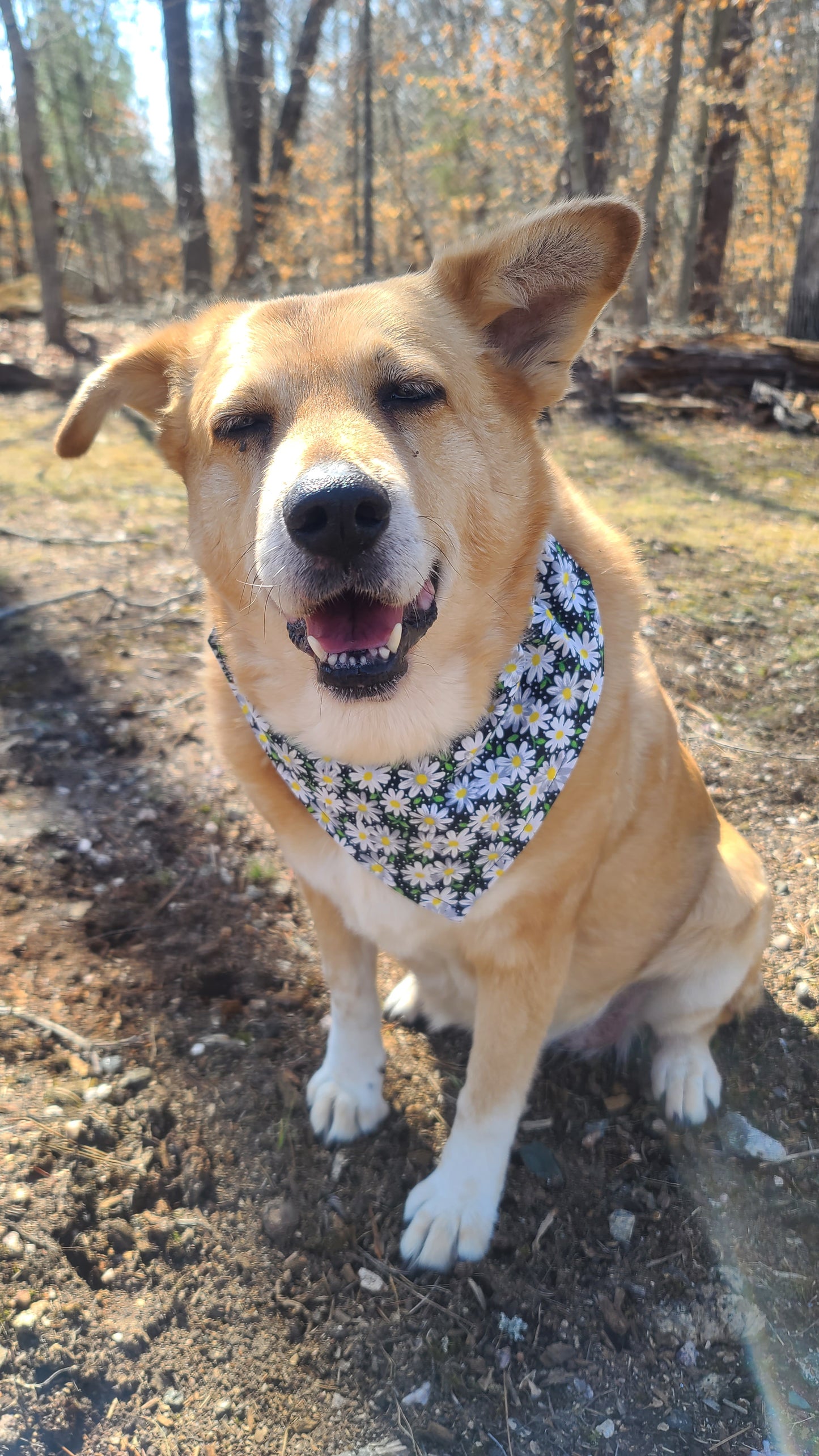 Daisy & Sunflower Reversible Pet Bandana