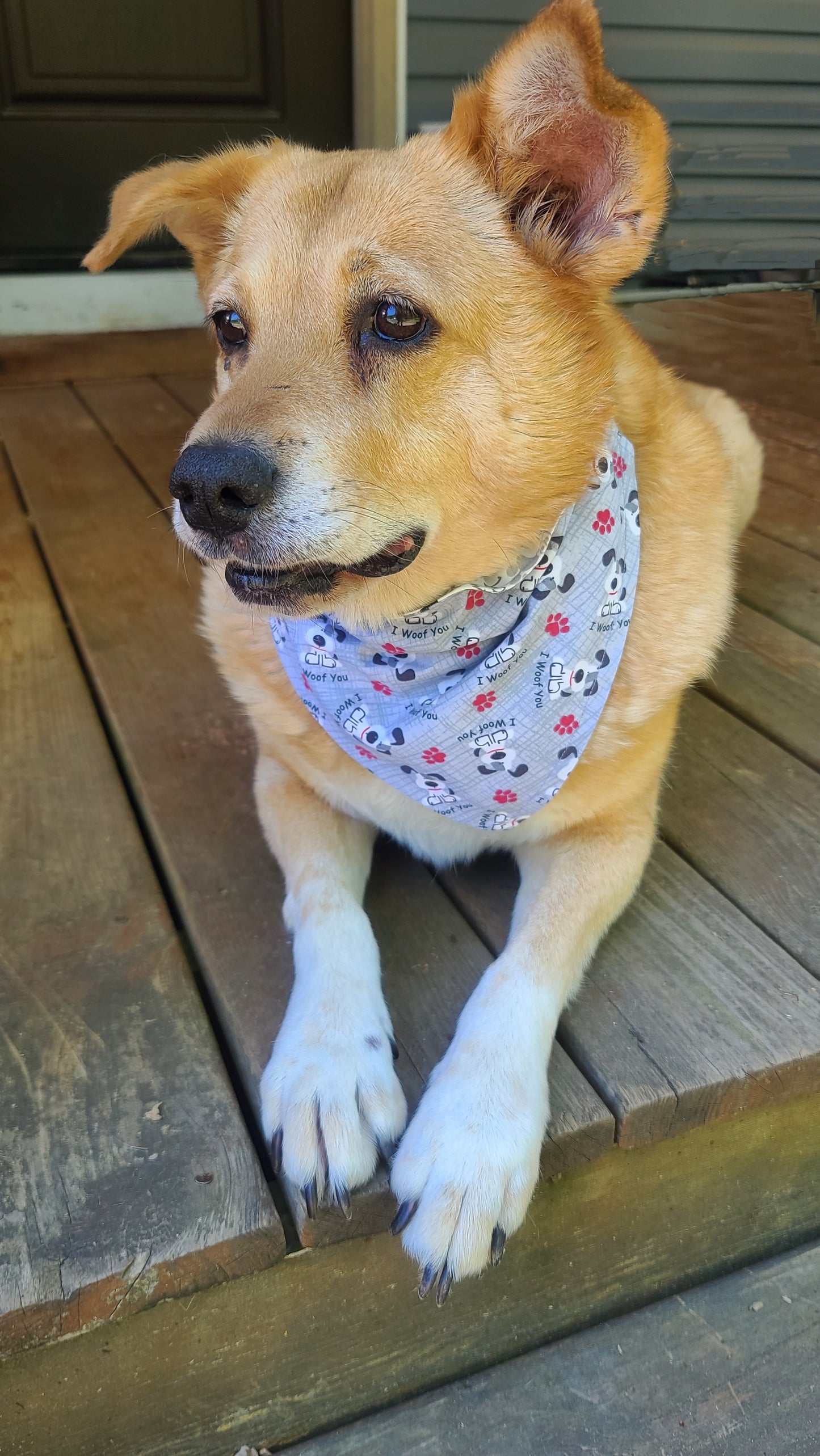 I Woof You & Dog Words Reversible Pet Bandana