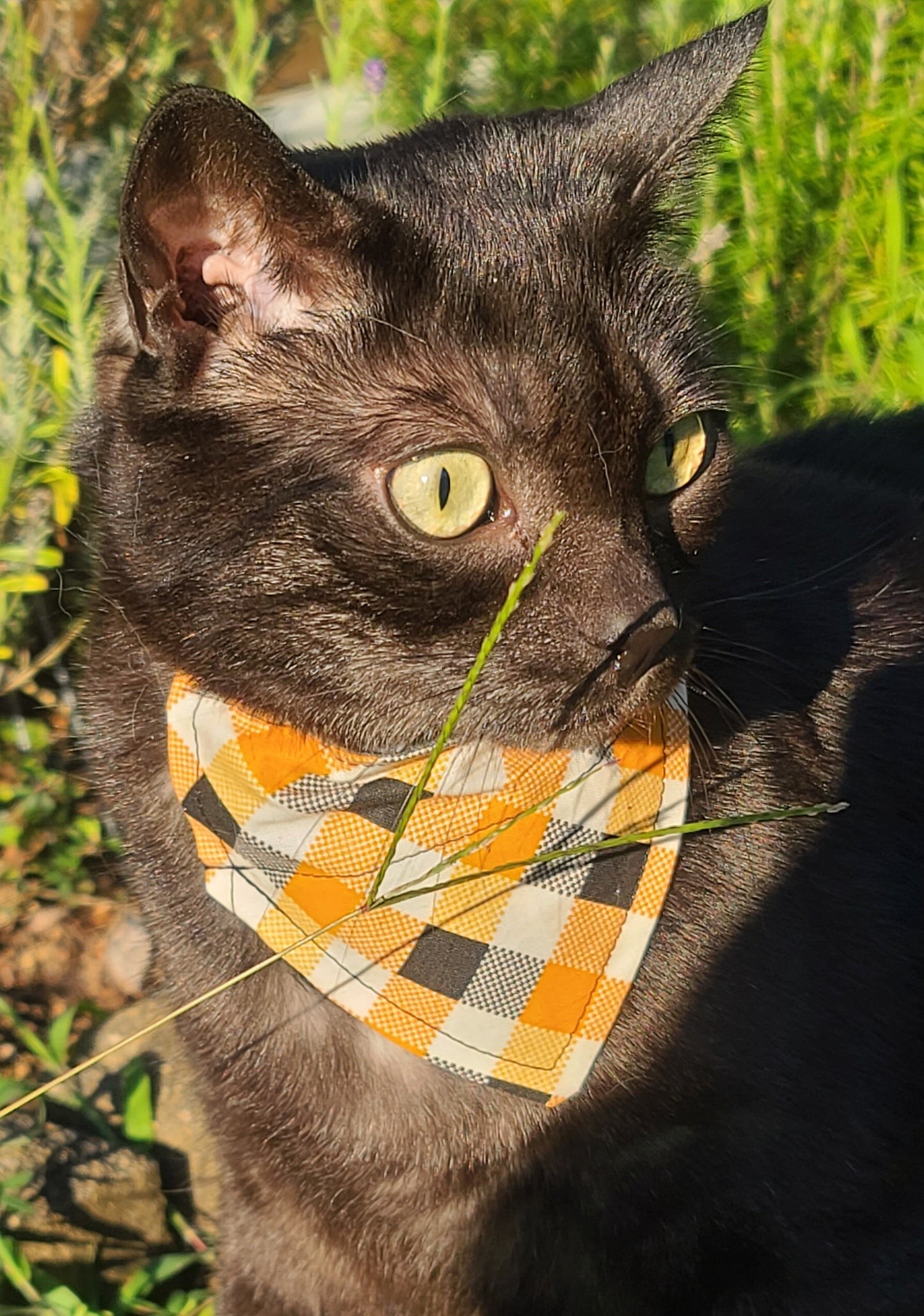 Halloween Reversible Pet Bandana