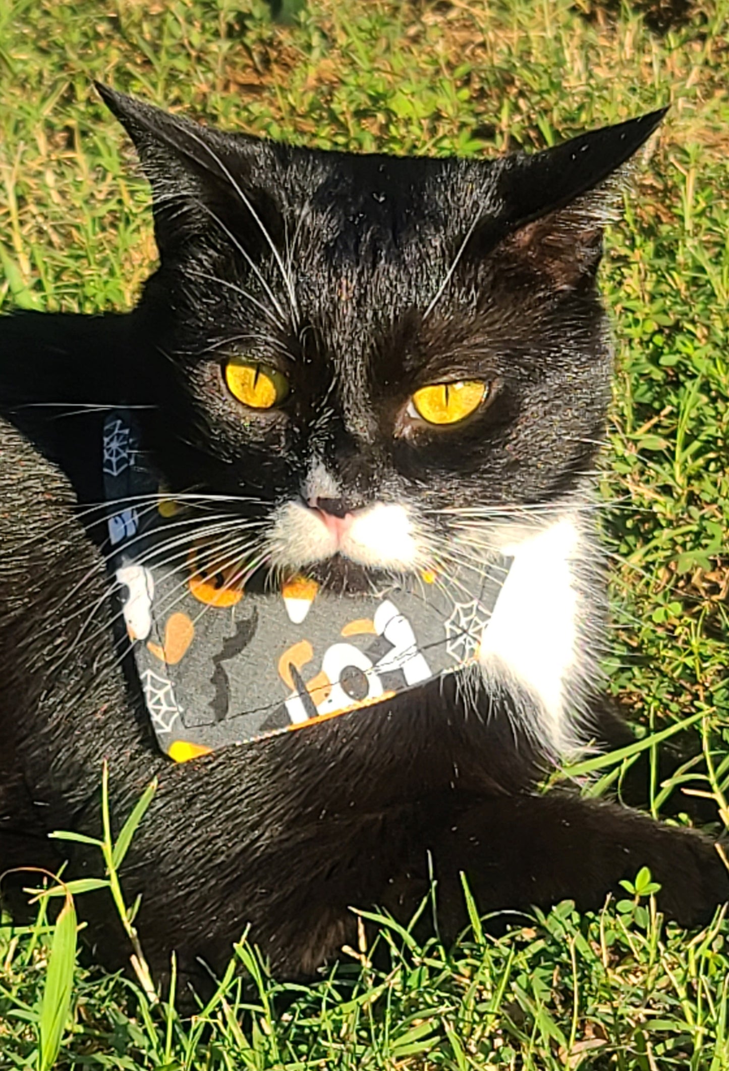 Halloween Reversible Pet Bandana