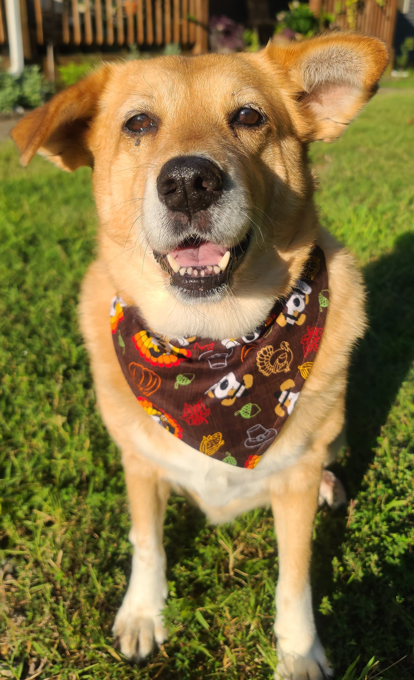 Thanksgiving and Fall Leaves Reversible Pet Bandana