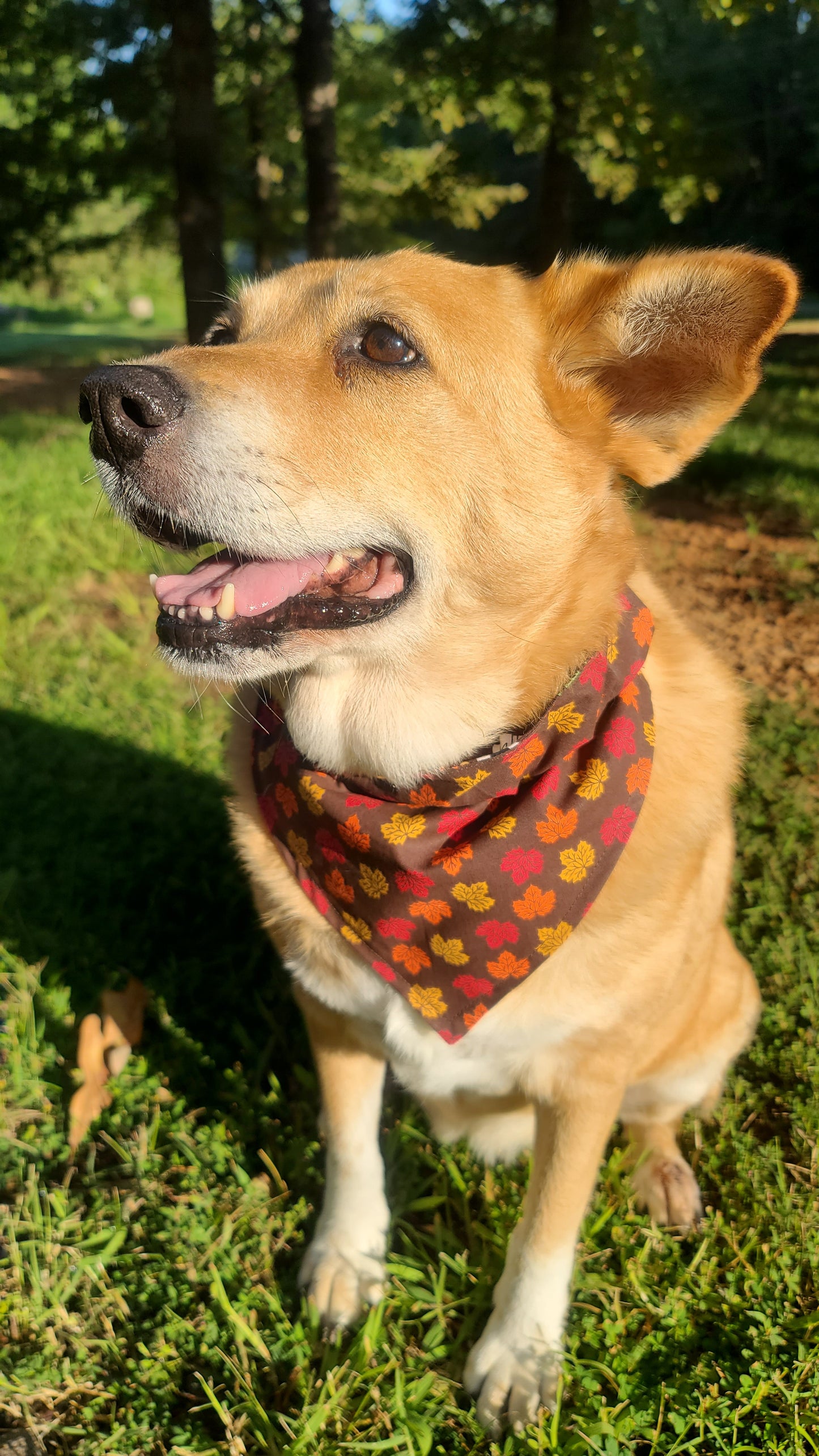 Thanksgiving and Fall Leaves Reversible Pet Bandana