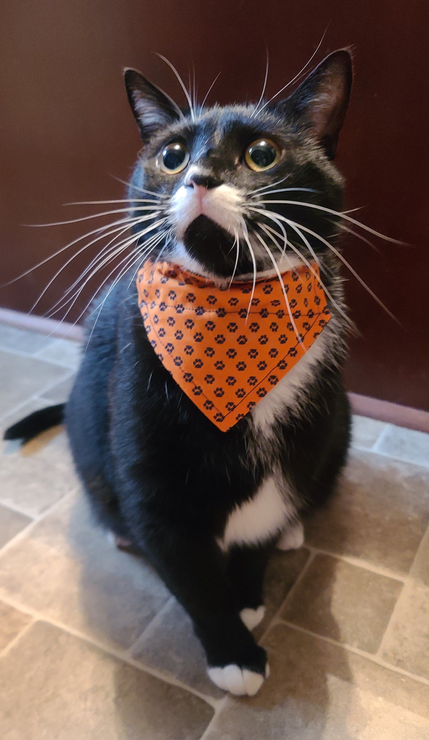 Orange & Navy Paw Print Reversible Pet Bandana